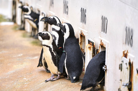 Tierische Inventur im Erlebnis-Zoo Hannover