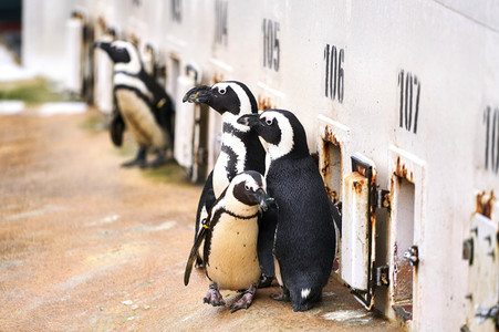 Tierische Inventur im Erlebnis-Zoo Hannover