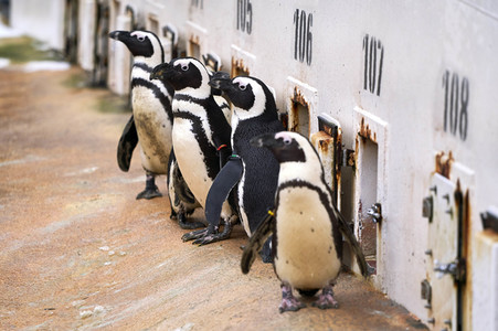 Tierische Inventur im Erlebnis-Zoo Hannover