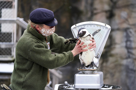 Tierische Inventur im Erlebnis-Zoo Hannover