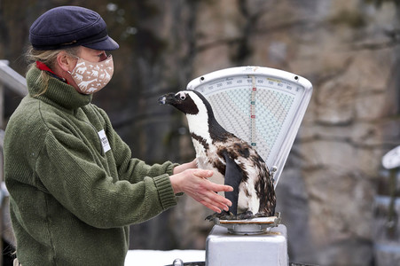 Tierische Inventur im Erlebnis-Zoo Hannover