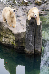 Tierische Inventur im Erlebnis-Zoo Hannover