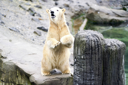 Tierische Inventur im Erlebnis-Zoo Hannover