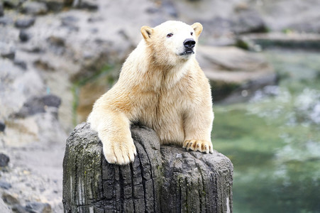Tierische Inventur im Erlebnis-Zoo Hannover