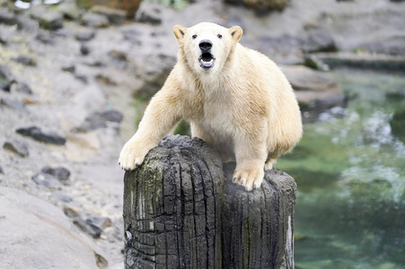 Tierische Inventur im Erlebnis-Zoo Hannover