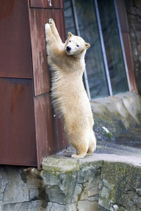 Tierische Inventur im Erlebnis-Zoo Hannover