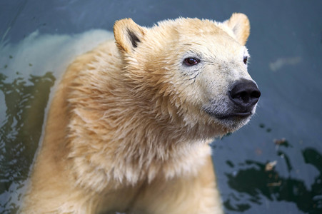Tierische Inventur im Erlebnis-Zoo Hannover