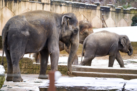 Tierische Inventur im Erlebnis-Zoo Hannover