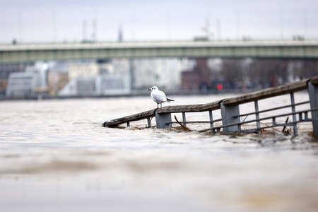 Hochwasser in Köln