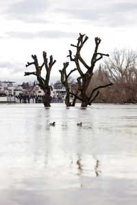 Hochwasser in Köln
