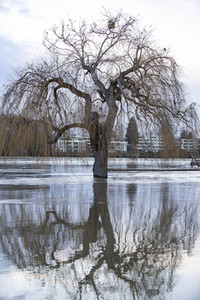 Hochwasser in Königswinter