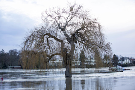Hochwasser in Königswinter