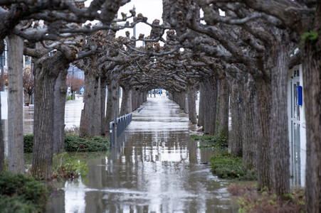 Hochwasser in Königswinter