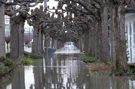 Hochwasser in Königswinter
