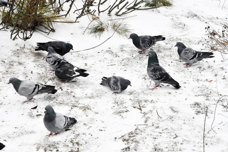 Wintereinbruch in Berlin
