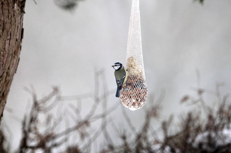 Symbolfoto Vogelfütterung