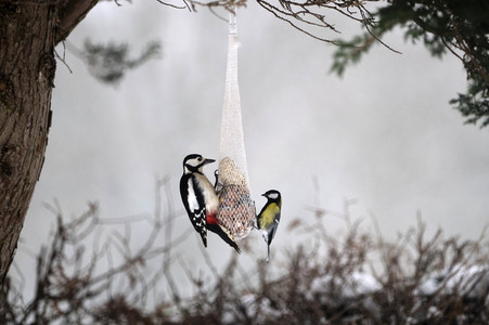 Symbolfoto Vogelfütterung
