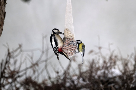 Symbolfoto Vogelfütterung