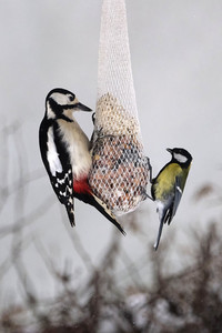 Symbolfoto Vogelfütterung