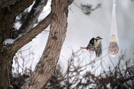 Symbolfoto Vogelfütterung