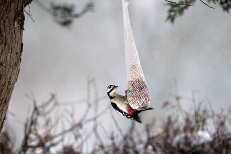 Symbolfoto Vogelfütterung