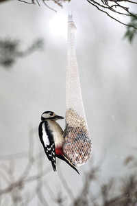 Symbolfoto Vogelfütterung