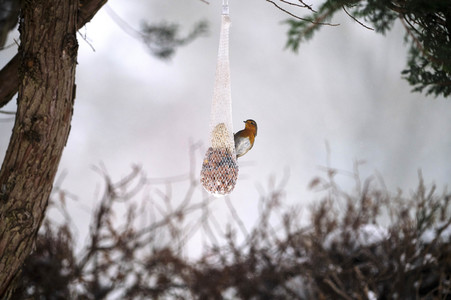 Symbolfoto Vogelfütterung