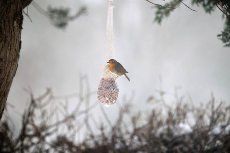 Symbolfoto Vogelfütterung
