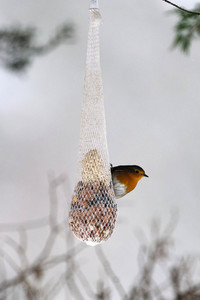 Symbolfoto Vogelfütterung