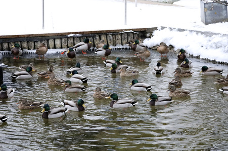 Winterspaß auf dem zugefrorenen Bötzsee in Strausberg