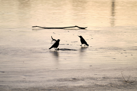 Der Maschsee in Hannover