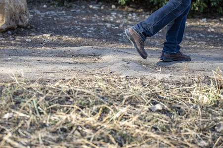 Symbolfoto Baumwurzeln unter dem Gehweg