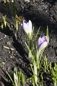 Honigbienen in Berlin