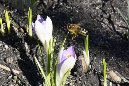 Honigbienen in Berlin