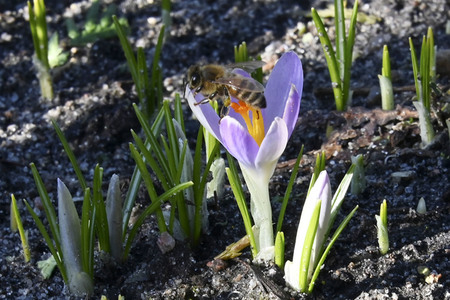 Honigbienen in Berlin