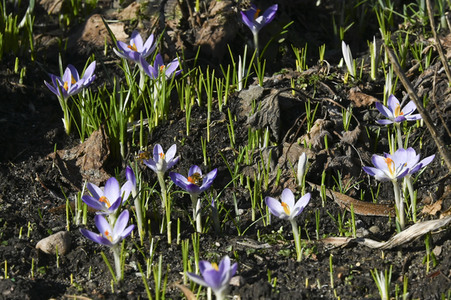 Honigbienen in Berlin