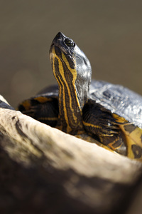 Ausgesetzte Schildkröte in Köln