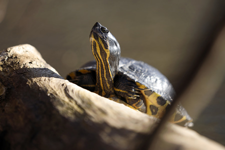 Ausgesetzte Schildkröte in Köln