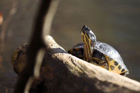 Ausgesetzte Schildkröte in Köln
