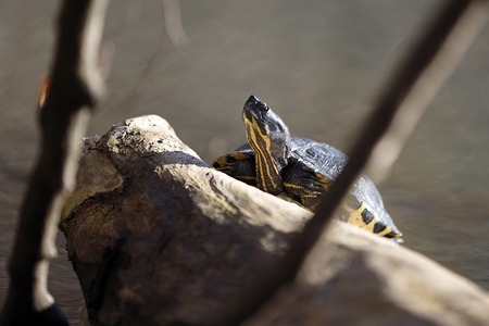 Ausgesetzte Schildkröte in Köln