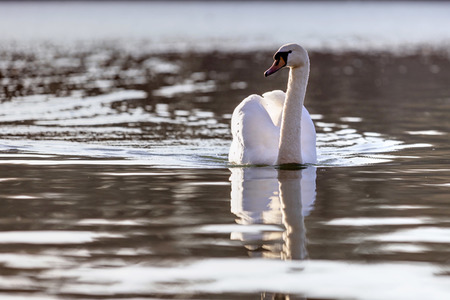 Symbolfoto Wasservogel