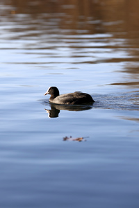 Symbolfoto Wasservogel