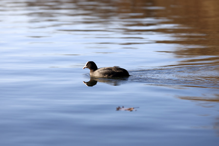 Symbolfoto Wasservogel
