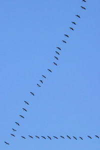 Zugvögel über Köln