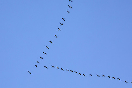 Zugvögel über Köln