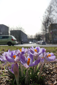 Krokusse in Berlin