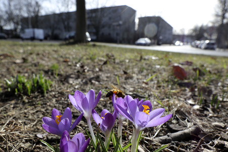 Krokusse in Berlin