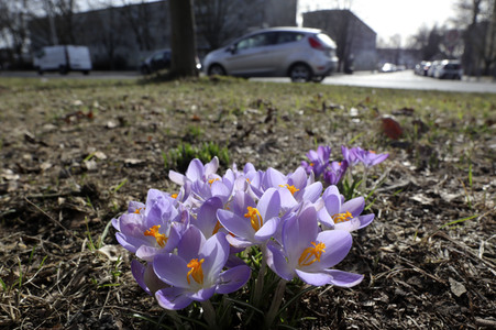 Krokusse in Berlin