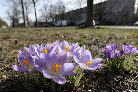 Krokusse in Berlin