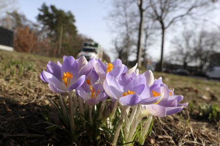 Krokusse in Berlin